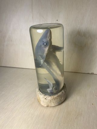 Taxidermy Real Baby Shark Preserved In Glass Jar - Wet Specimen