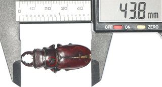 Lucanidae Lucanus Imitator 43.  8mm Tibet