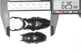 Lucanidae Dorcus Hemisodorcus Nepalensis 62.  5mm Tibet