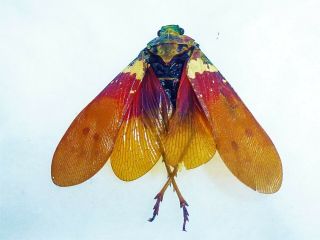 Very Rare Fulgoridae Sp Color Fulgoriidae Cameroon