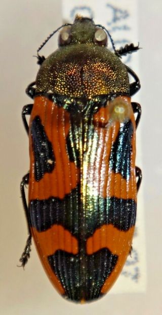 Rare Castiarina Undulata Australia 022 Jewel Beetle Insect Buprestid Calodema