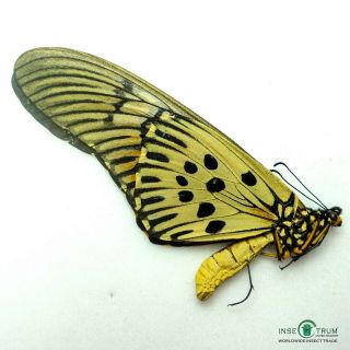 Papilio Antimachus | D.  R.  C.  | Papered | A1/a1 - 183 Mm Big Size