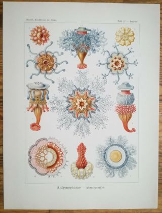 Ernst Haeckel: Kunstformen Siphonophorae Jellyfish (no.  17) 1st.  Edition - 1900