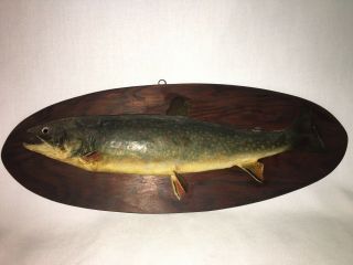 Vintage Brook Rainbow Trout Taxidermy Real Skin Mount