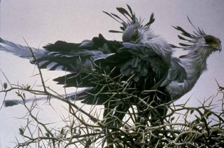Robert Bateman - At The Nest - Secretary Birds - Limited Edition Print