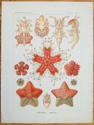 Ernst Haeckel: Kunstformen Asteridea Starfish (no.  40) 1st.  Edition - 1900