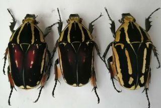 Mecynorrhina Ugandensis,  Females A 52,  50,  54 Mm