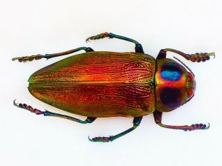 Euchroma Gigantea Female Huge 53mm,  Color Buprestidae Ecuador