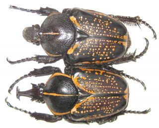 Cetoniinae Fornasinius Hauseri Hirthi Pair A1 Male 52mm (tanzania)