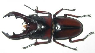 Lucanidae Prosopocoilus Mirabilis Male A1 69mm (tanzania)