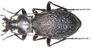 30.  Carabidae - Carabus (imaibius) Cashmirensis Sstr.  Female