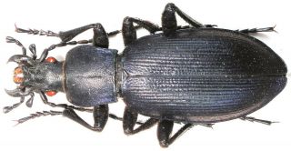 29.  Carabidae - Carabus (deroplectes) Dokhtouroffi Sstr.  Female