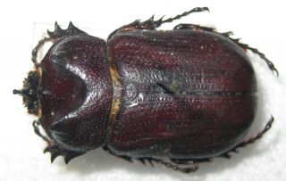 Dynastidae Coelosis Sylvanus Male A1 32mm (brazil) Rare