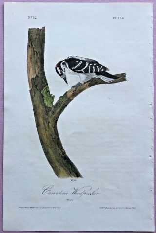 1842 Canadian Woodpecker From Audubon 