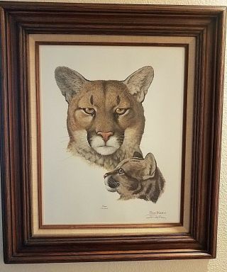 Ray Harm " Cougar " Stunning Framed Print Hand Signed By The Artist