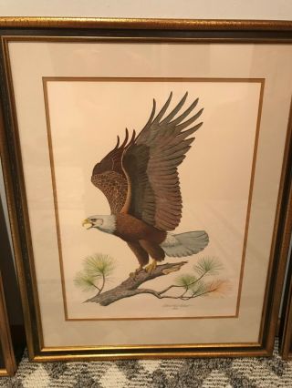 The American Bald Eagle Audubon Art By Albert Earl Gilbert 1976 Signed