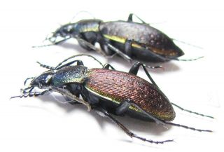 Carabidae,  Carabus (morphocarabus) Hummeli Nevelskii,  Pair,  Russia,  Sakhalin Is