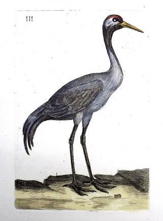 1794 Crane - Rémi Willemet Ornithologie Copper Engraving In Fine Hand Color