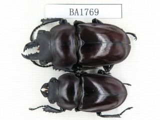 Beetle.  Neolucanus Sp.  China,  Guizhou,  Mt.  Miaoling.  1p.  Ba1769.