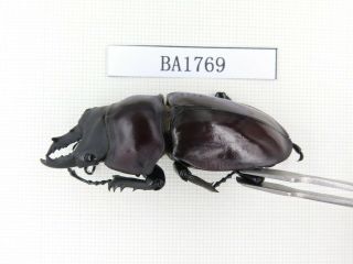 Beetle.  Neolucanus sp.  China,  Guizhou,  Mt.  Miaoling.  1P.  BA1769. 2