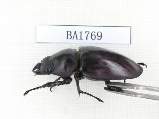 Beetle.  Neolucanus sp.  China,  Guizhou,  Mt.  Miaoling.  1P.  BA1769. 3