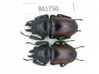Beetle.  Neolucanus Sp.  China,  Guizhou,  Mt.  Miaoling.  2m.  Ba1750.