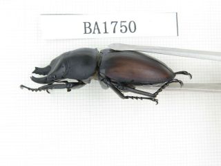 Beetle.  Neolucanus sp.  China,  Guizhou,  Mt.  Miaoling.  2M.  BA1750. 2