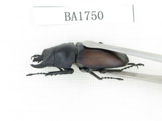 Beetle.  Neolucanus sp.  China,  Guizhou,  Mt.  Miaoling.  2M.  BA1750. 3