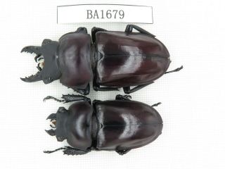 Beetle.  Neolucanus Sp.  China,  Guizhou,  Mt.  Leigongshan.  1p.  Ba1679.