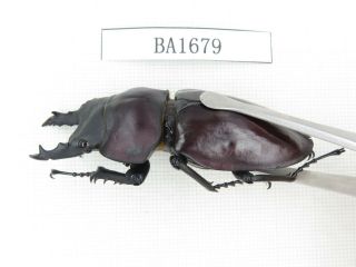 Beetle.  Neolucanus sp.  China,  Guizhou,  Mt.  Leigongshan.  1P.  BA1679. 2