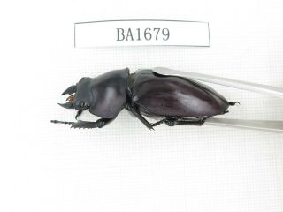 Beetle.  Neolucanus sp.  China,  Guizhou,  Mt.  Leigongshan.  1P.  BA1679. 3