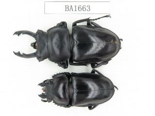 Beetle.  Neolucanus Sp.  China,  Guizhou,  Mt.  Leigongshan.  1p.  Ba1663.