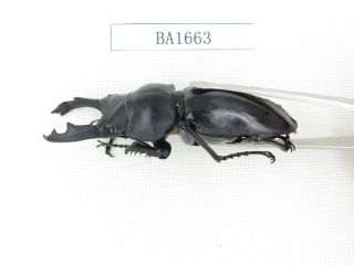Beetle.  Neolucanus sp.  China,  Guizhou,  Mt.  Leigongshan.  1P.  BA1663. 2