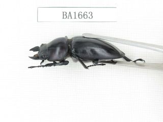 Beetle.  Neolucanus sp.  China,  Guizhou,  Mt.  Leigongshan.  1P.  BA1663. 3