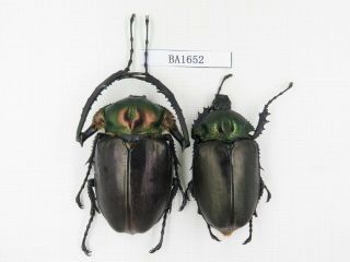 Beetle.  Cheirotonus Jansoni Ssp.  1pair.  Rare Offer.  Ba1652.