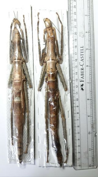 Monster Stick Insect - Phasmidae : Pharnacia Sp,  Sumatera Isl,  1pc,  Indonesia.