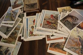 Vintage Audubon Bird Cards Set No.  1 50 Winter Birds