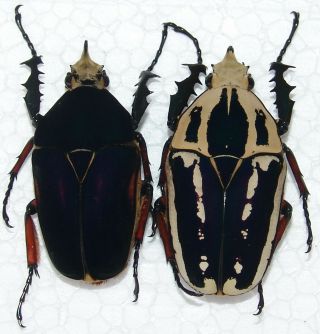 Mecynorrhina Ugandensis,  2 Males A,  50,  51 Mm