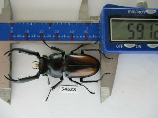 54628 Lucanidae: Rhaetulus Crenatus Tsutsuii.  Vietnam C.  59mm