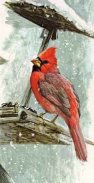 Robert Bateman Art Print “at The Feeder - Cardinal” Signed & Numbered Authentic