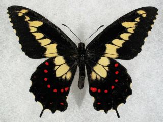 Insect/butterfly/ Papilio Duponchelii - Male 3 1/4 " Rare