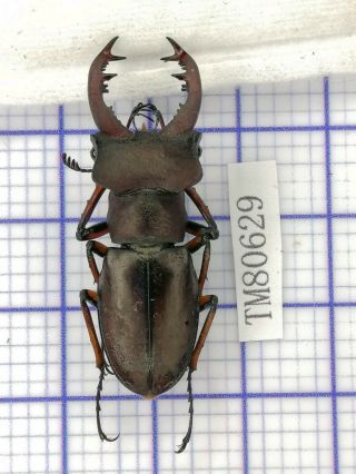 Lucanidae Tm80629 Lucanus Wuyishanensis 39.  5mm Fujian