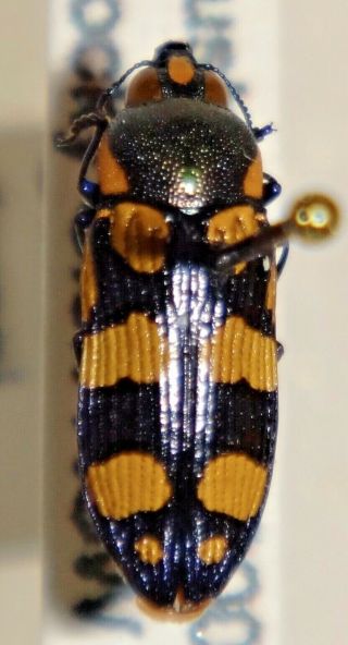 Rare Castiarina Daranj Australia 014 Jewel Beetle Buprestid Calodema