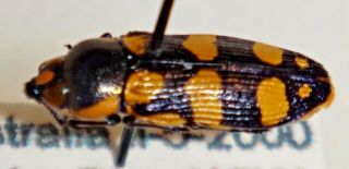 RARE Castiarina daranj Australia 014 Jewel Beetle Buprestid Calodema 2