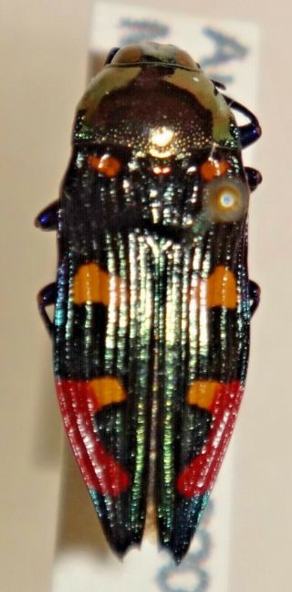 Rare Castiarina Insignis Australia 013 Jewel Beetle Buprestid Calodema