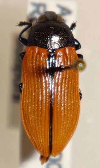 Rare Castiarina Subpura Australia 012 Jewel Beetle Buprestid Calodema