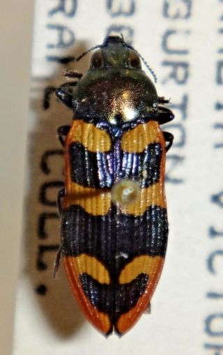 Rare Castiarina Octomaculata Australia Tt Jewel Beetle Buprestid Calodema