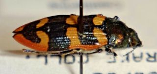 RARE Castiarina octomaculata Australia TT Jewel Beetle Buprestid Calodema 2