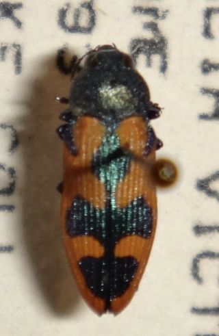 Rare Castiarina Hilaris Australia Rr Jewel Beetle Buprestid Calodema