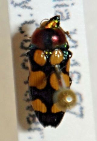 Rare Castiarina Species Australia Mm Jewel Beetle Buprestid Calodema